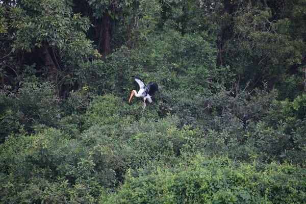 Vlekkeloze Pelikaan Dwaalt Rond Het Moerasland Vedanthangal Bird Sanctuary Chennai — Stockfoto