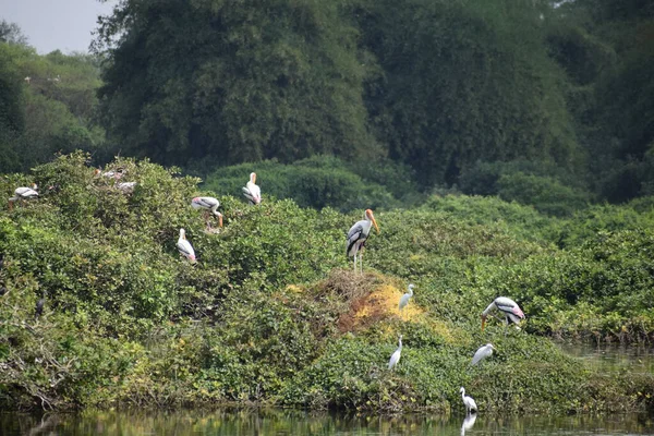 Pelikanvogel Wandert Februar 2020 Durch Das Sumpfland Des Vedanthangal Bird — Stockfoto