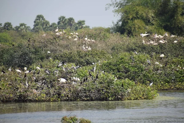 2020年2月2日在Vedanthangal Bird Sanctuary Chennai Tamil Nadu沼泽地漫步的斑点嘴鹈鹕鸟 — 图库照片