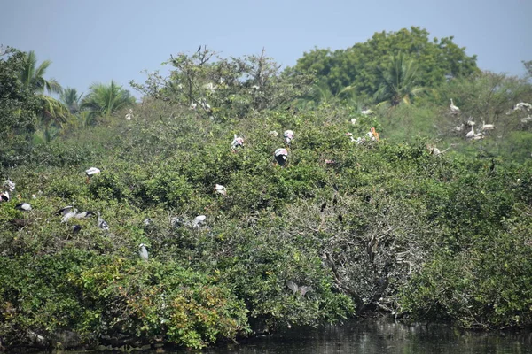 Vlekkeloze Pelikaan Dwaalt Rond Het Moerasland Vedanthangal Bird Sanctuary Chennai — Stockfoto