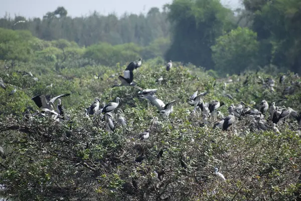 Pelikanvogel Wandert Februar 2020 Durch Das Sumpfland Des Vedanthangal Bird — Stockfoto