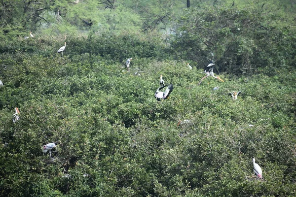 Pájaro Pelícano Pico Tierra Pantanosa Del Santuario Aves Vedanthangal Chennai —  Fotos de Stock
