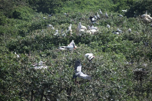 Benekli Pelikan Kuşu Şubat 2020 Hindistan Vedanthangal Kuş Sığınağı Nda — Stok fotoğraf