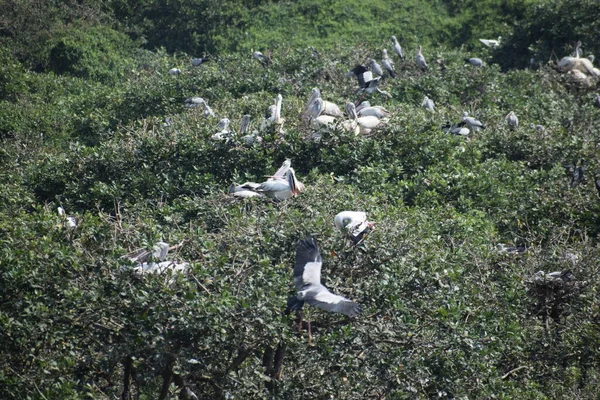 Vlekkeloze Pelikaan Dwaalt Rond Het Moerasland Vedanthangal Bird Sanctuary Chennai — Stockfoto