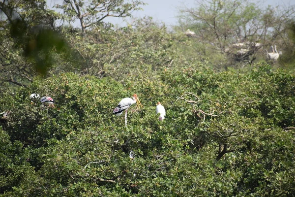 Vlekkeloze Pelikaan Dwaalt Rond Het Moerasland Vedanthangal Bird Sanctuary Chennai — Stockfoto