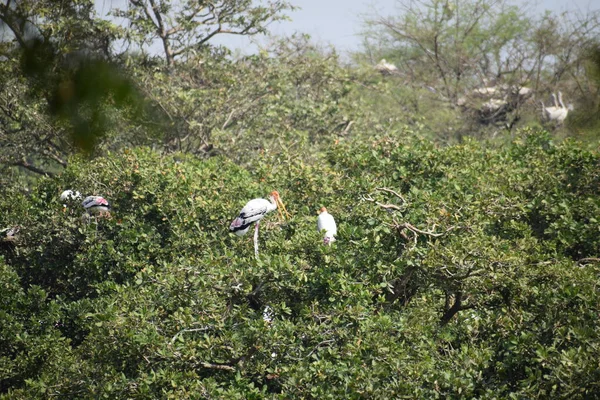 Pelikanvogel Wandert Februar 2020 Durch Das Sumpfland Des Vedanthangal Bird — Stockfoto