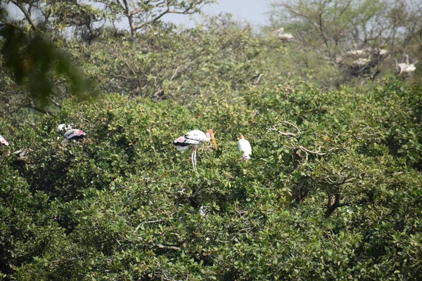 Vlekkeloze Pelikaan Dwaalt Rond Het Moerasland Vedanthangal Bird Sanctuary Chennai — Stockfoto