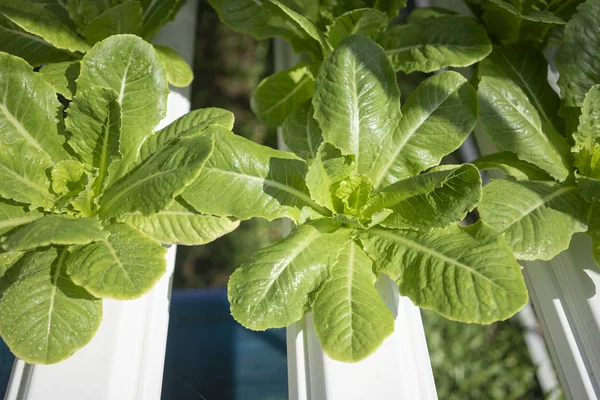 有機野菜のハーブ温室では — ストック写真