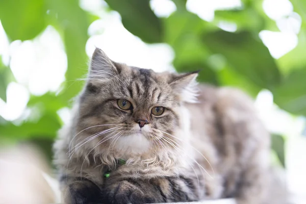 Persian Cats, Persian gray-brown cat in the garden.