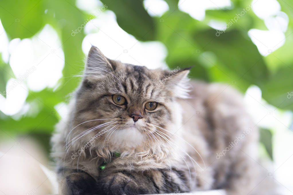 Persian Cats, Persian gray-brown cat in the garden.