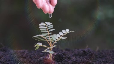 Kadın el küçük bir bitki sulama