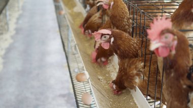 Tavuk, yumurta ve tavuk çiftlikte yemek yiyor.