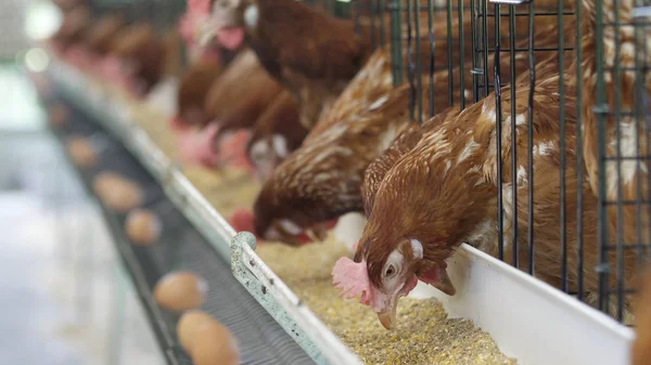 Gallina, huevos de pollo y gallinas que comen alimentos en la granja — Foto de Stock