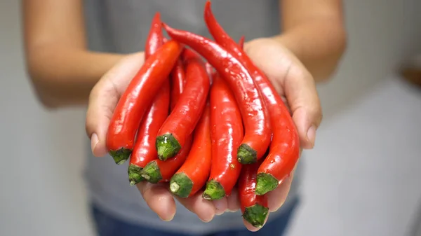 Mulher mão segurando Red Chili . — Fotografia de Stock