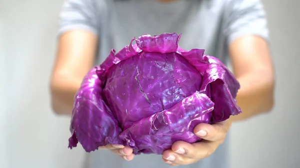 Женщина держит фиолетовую капусту . — стоковое фото