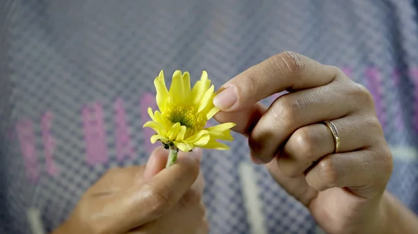 Woman picking petals from a yellow chrysanthemum flower. — Stock Photo, Image