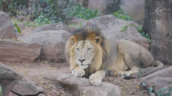 Ormanda dinlenme beyaz erkek aslan. — Stok fotoğraf