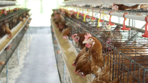 Hen, Chicken eggs and chickens eating food in farm