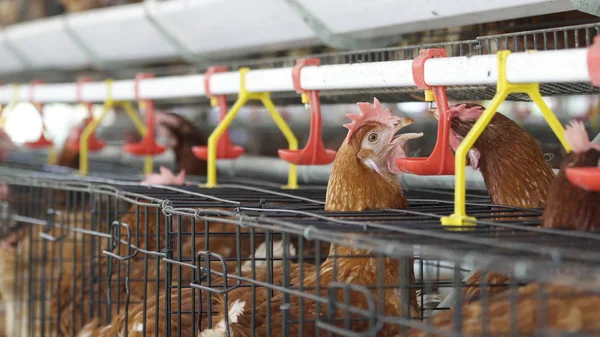 Kuřecí pít vodu v produkci farma, vejce a drůbež — Stock fotografie