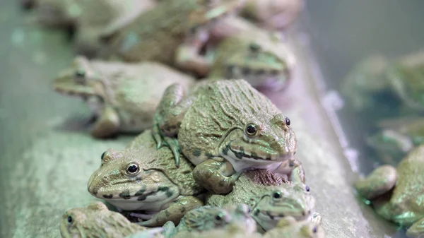 Wiele pól żaby w hodowli akwakultury w Tajlandii z bliska — Zdjęcie stockowe