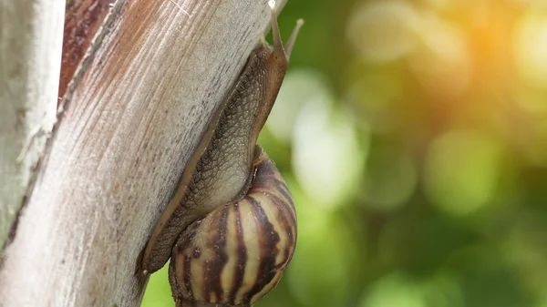 Macro de caracol arrastrándose en la naturaleza . — Foto de Stock