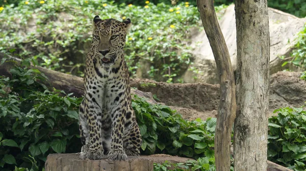 Leopardo sentado, Fechar . — Fotografia de Stock