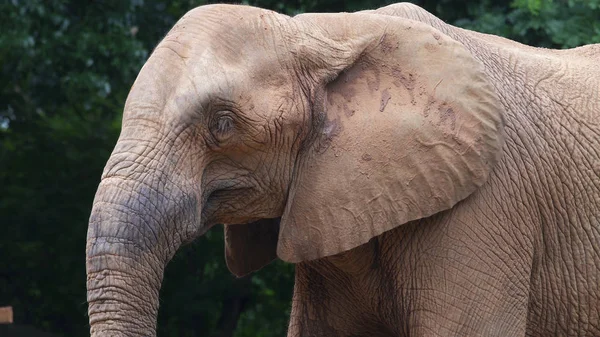 An Africa elephant, closeup, — Stock Photo, Image