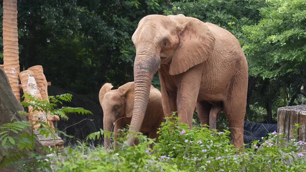 Un éléphant d'Afrique mange de l'herbe avec son bébé . — Photo