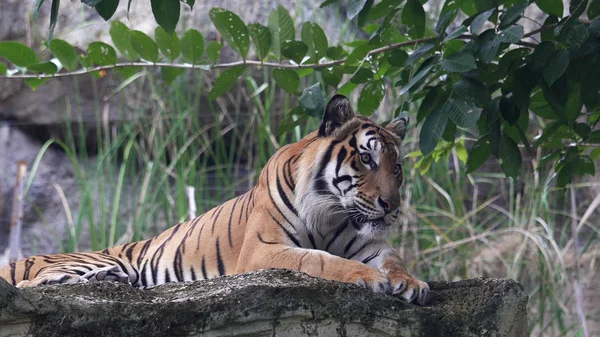 Tigre descansando na floresta — Fotografia de Stock