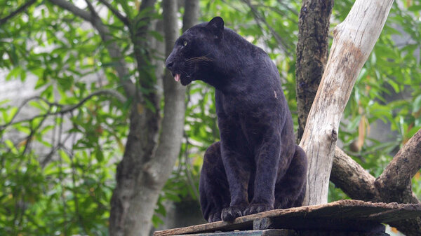 Black leopard lying and calm looking around. 