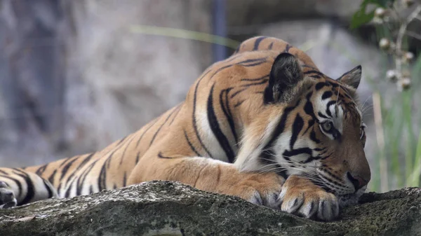 Um tigre macho, deitado e calmo olhando ao redor . — Fotografia de Stock