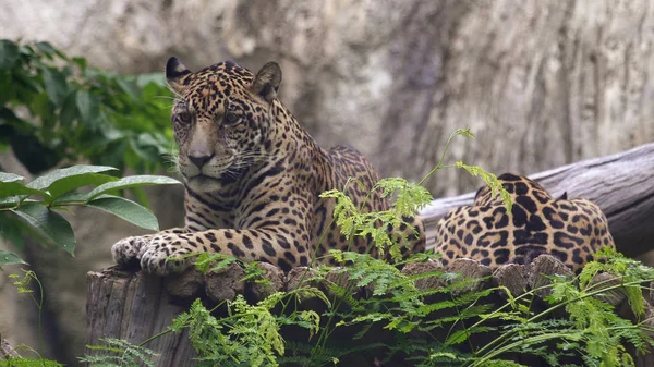 Jaguar descansando, deitado e calmo olhando ao redor . — Fotografia de Stock
