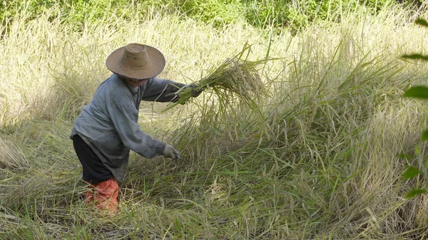 アジアの農家圃場における水稲の収穫は、作業. — ストック写真