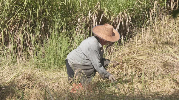 アジアの農家圃場における水稲の収穫は、作業. — ストック写真