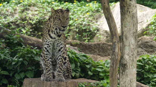 Leopardo na floresta — Fotografia de Stock