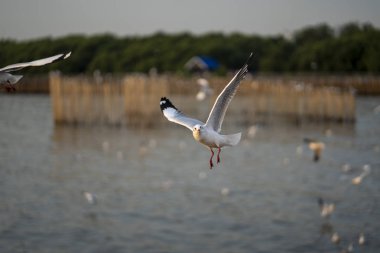 Birçok martı mutlu uçar.