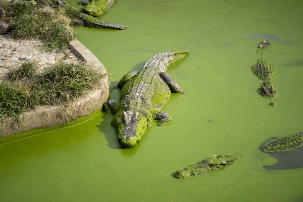 Duże krokodyle są w wodzie z dużą ilością zielonego rzęsy. — Zdjęcie stockowe