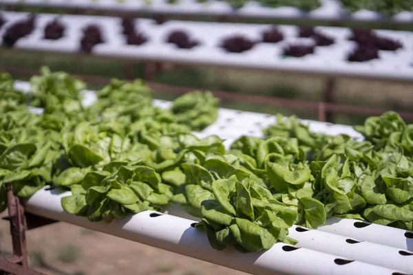 Kweken van biologische groenten, grondloze groenten moderne aanplant — Stockfoto
