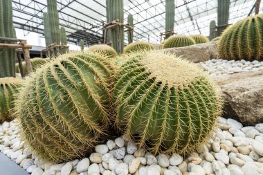 Echinocactus grusonii ya da altın bir kova. Güzel bir kaktüs gar