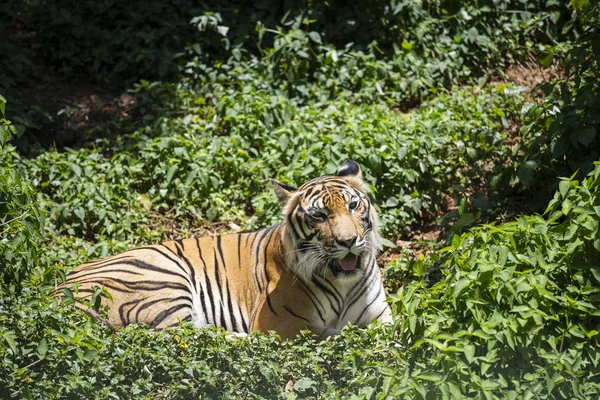 O tigre está descansando na floresta . — Fotografia de Stock