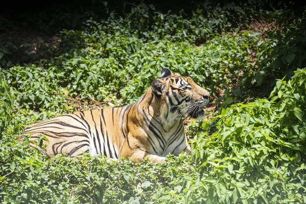 O tigre está descansando na floresta . — Fotografia de Stock