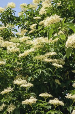 gül kalçakalp ortaya koydu