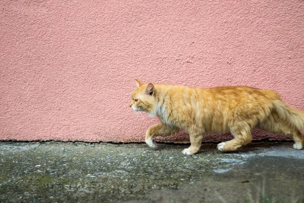 red cat goes along the wall