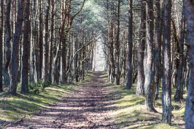 orman ağaçları yol doğa