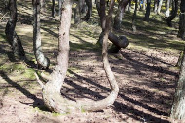 orman ağaçları yol doğa
