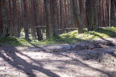 orman ağaçları yol doğa