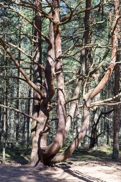 unusual bent tree forest