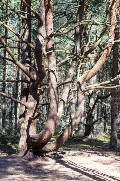 Nietypowy Las Drzewo Wygięte — Zdjęcie stockowe