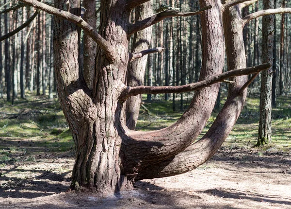 unusual bent tree forest
