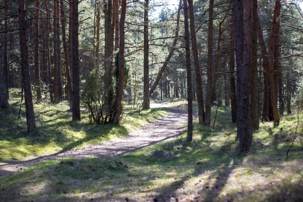 Árvores Florestais Caminho Natureza — Fotografia de Stock